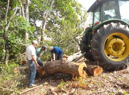 Habían dejado 12 tucas de cocobolo en la finca.