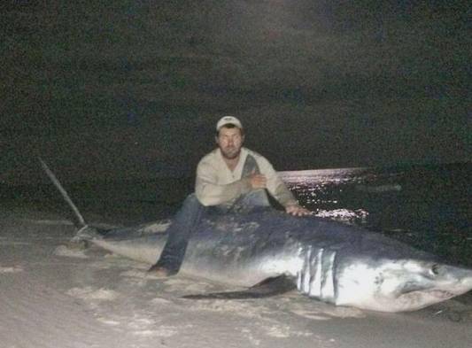 Pesca tiburón de 804 libras