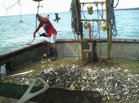 Marinos denuncian la presencia de peces muertos provocada por barcos industriales.