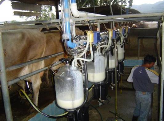 Producción de leche peligra por cierres de calles