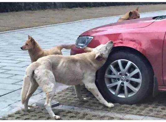 Venganza canina le cuesta el carro a un hombre en China.