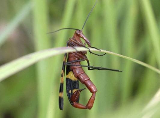 Se alimenta de vegetación, néctar y animales muertos