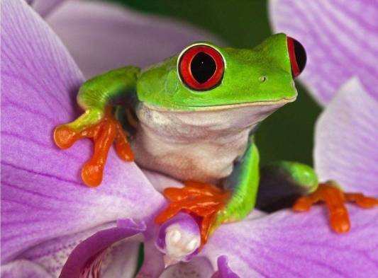 La rana ojos rojos es una de las especies que Nicaragua puede exportar con autorización de Cites.