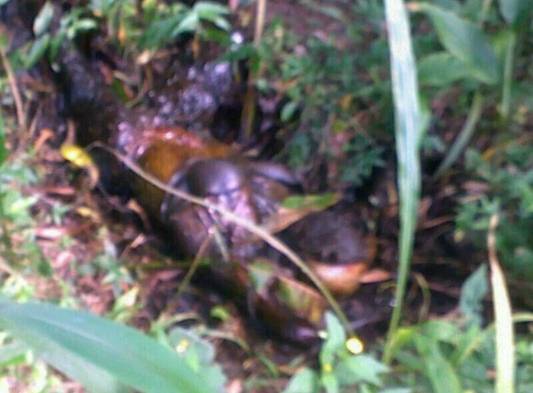 Encuentran otro cadáver en Calle Negra de Arraiján