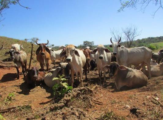 Las lluvias que han caído los últimos días sobre Chiriquí no han sido suficientes para que el ganado se recupere.