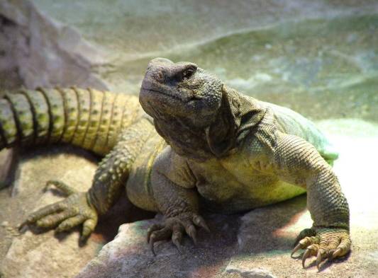 Se alimenta de vegetales y rara vez bebe agua, viven en su madrigueras, bajo una profundidad de hasta dos metros. Se cazan es la temporada de reproducción en el mes de mayo.