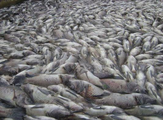 Mortandad de peces en Bugaba
