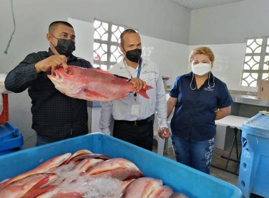 Pescadores de El Porvenir en Barú exportan pescado a EEUU