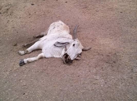 Temen que la situación empeore en Los Santos y quieren ayuda del Gobierno.