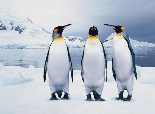 Nunca antes estos animales habían padecido de esta enfermedad, primera vez que se detecta gripe en pingüinos.