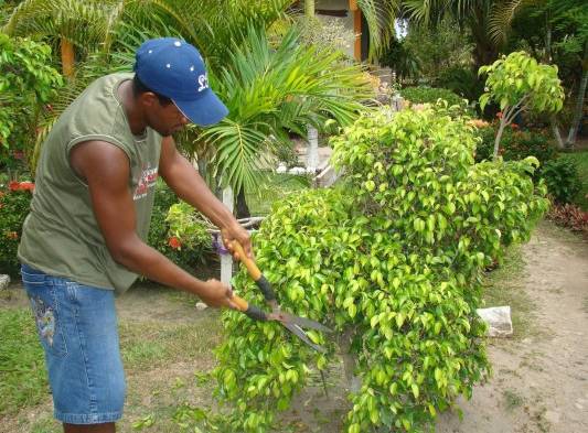 Jardinero.