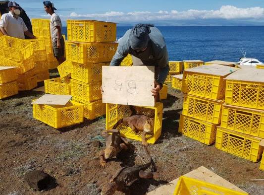 Reintegran a cerca de 500 ejemplares de iguanas extintas en la isla de Galápagos