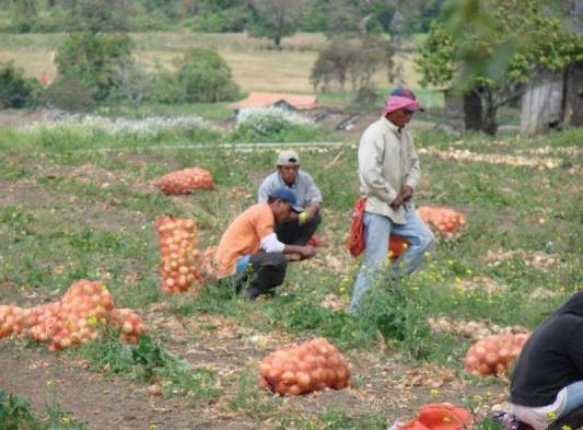 La cebolla subió.