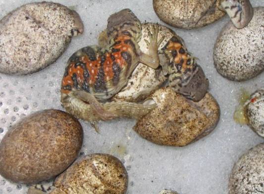 Las hembras son más grandes que los machos, los adultos pueden vivir en harenes y los jóvenes son criados juntos.