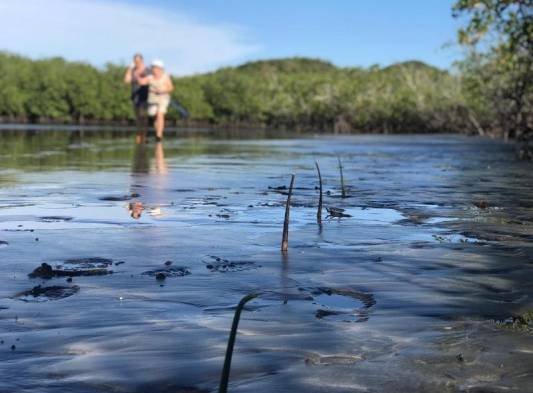 Chiriquí presenta uno de los manglares más extensos del país 