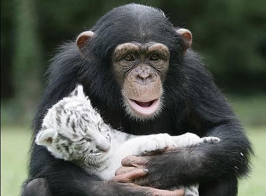 Tigres blancos son fértiles con los tigres naranjas.