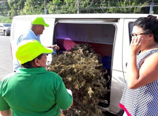 Decenas de pinos fueron llevados al centro de acopio.