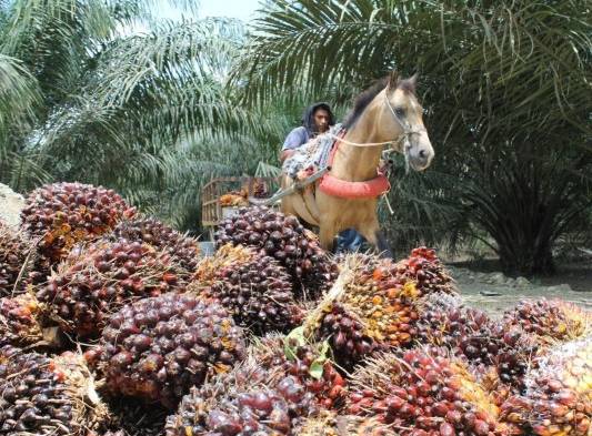 Cada vez más son los productores que se dedican a sembrar este rubro en Chiriquí.