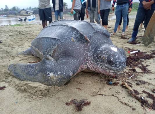 La baula es una de las cinco especies de tortugas marinas que se reportan en el istmo, junto a la carey, caguama o boba, la verde y la lora o golfina