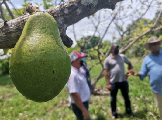 Gobierno busca incrementar la producción de aguacate