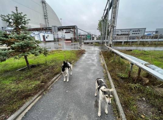 Los perros de Chernóbil podrían ser genéticamente distintos por la radiación