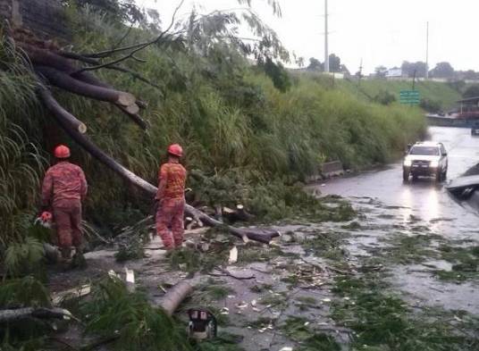 Se reporta la caída de un árbol en la salida del corredor norte, en Tinajita.