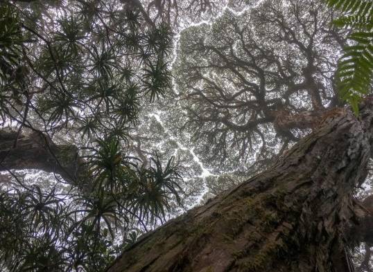 Los registros muestran que los árboles mueren el doble de rápido desde 1980