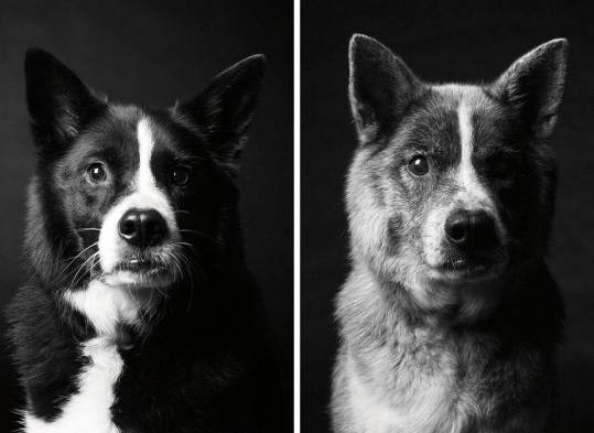 ¿Cómo envejecen los perros?, hermosa y tierna muestra fotográfica 