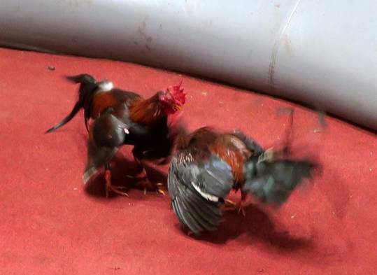 Entra en vigor la prohibición de pelas de gallo en P.Rico por orden federal