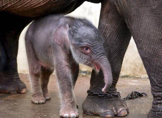 La madre y la cría están siendo monitoreadas y cuidadas por los veterinarios del parque nacional Way Kambas, añadió el ministro.