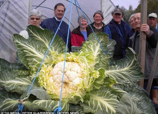 Coliflor gigante de 59 libras