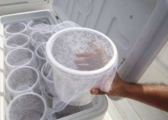 Investigadores aseguran que el mosquito no pica.