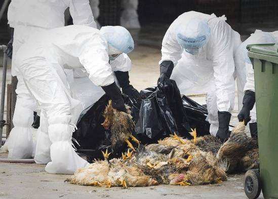 Pollos sacrificados por la gripe aviar (Foto ilustrativa).