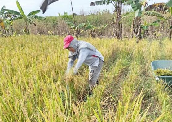 El cambio climático afecta a la producción nacional.