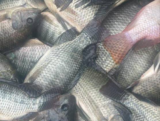 El camarón, pescado y sus derivados se consolidan como el primer rubo de exportación