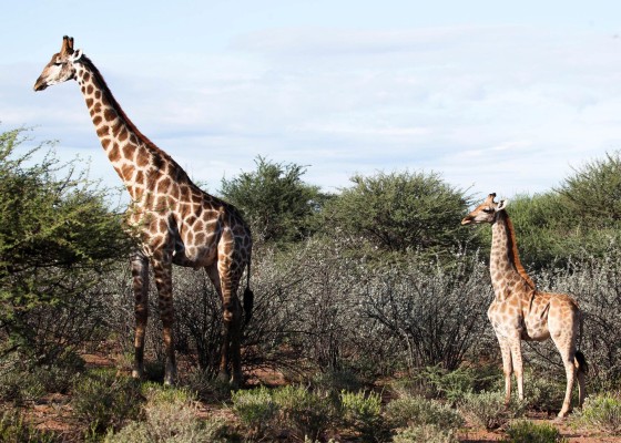 Varios científicos documentan las primeras jirafas enanas en Uganda y Namibia