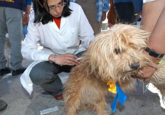 Vacunar a los animales domésticos, la mejor receta para prevenir la rabia