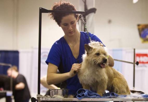 Son mimados con corte y baño.