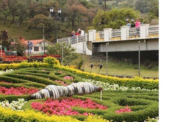 35 variedades de plantas que serán comercializadas.