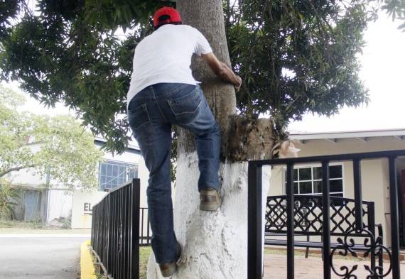 Si te subes a un árbol en Viernes Santo te puedes convertir en mono o te saldría una cola.