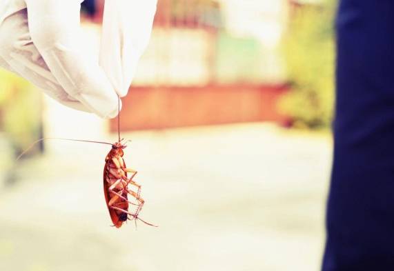 Médicos extraen una cucaracha viva de la cabeza de una mujer de 42 años