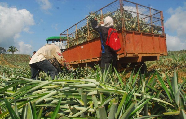 Exportación de piña en picada