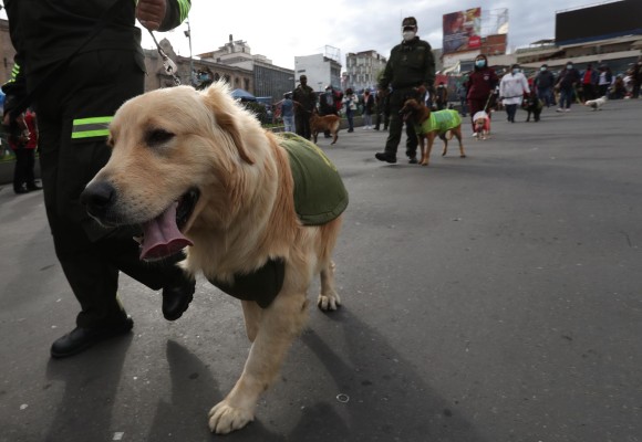 La raza de los perros no determina su comportamiento, según un estudio