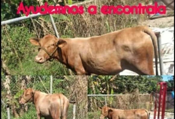 'Karla' fue descuartizada en Antón