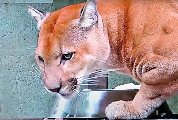 Tango, el puma del parque municipal summit falleció