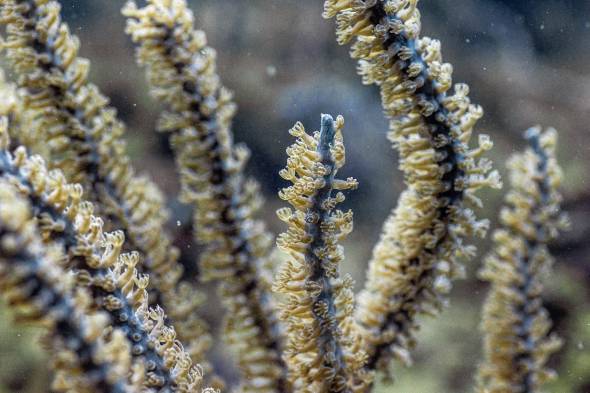 ¿Cuáles son las amenazas que enfrentan los arrecifes de coral en Panamá?