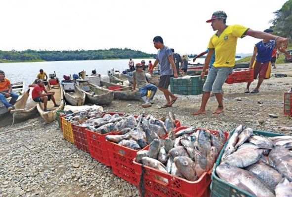 Las ONG y el sector científico exigen el 'veto parcial' una nueva Ley de Pesca