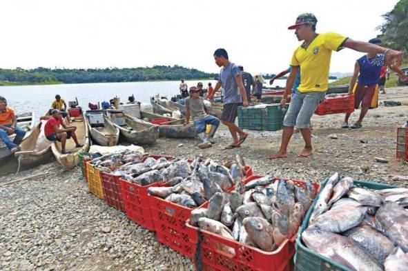 Las ONG y el sector científico exigen el 'veto parcial' una nueva Ley de Pesca