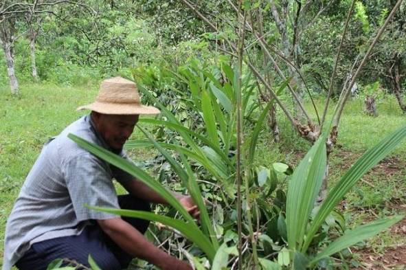 La belleza de la flor del Espíritu Santo se abre paso en una finca chiricana