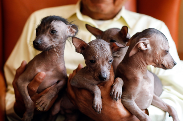 Cachorro de tres meses de edad que espera en el criadero Xolos Tarango en la Ciudad de Méxicoel tiempo adecuado para viajar a Estados Unidos donde se encuentra su dueño.